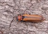 kovařík (Brouci), Denticollis linearis (Linnaeus, 1758) (Coleoptera)